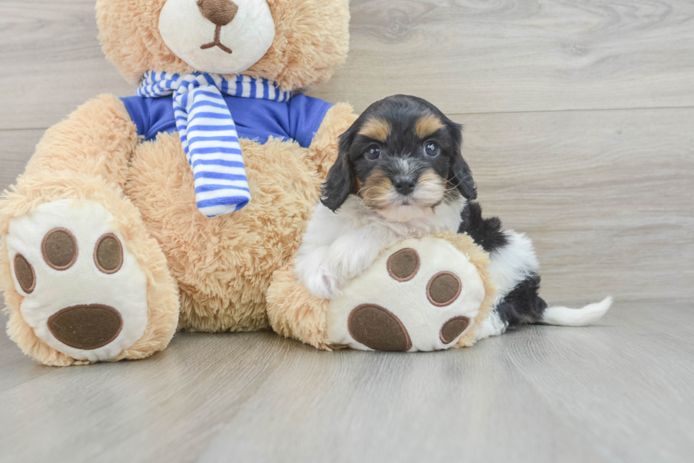 Cavapoo Puppy for Adoption