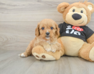 9 week old Cavapoo Puppy For Sale - Florida Fur Babies