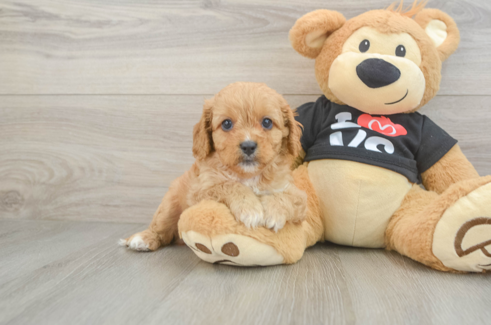 7 week old Cavapoo Puppy For Sale - Florida Fur Babies
