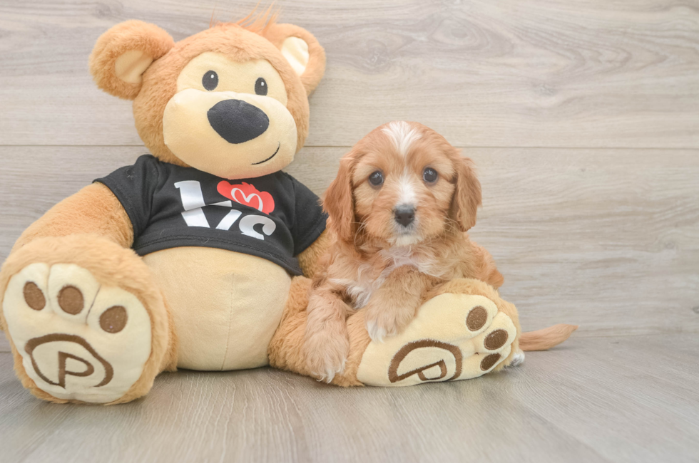 5 week old Cavapoo Puppy For Sale - Florida Fur Babies