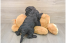 Cavapoo Pup Being Cute