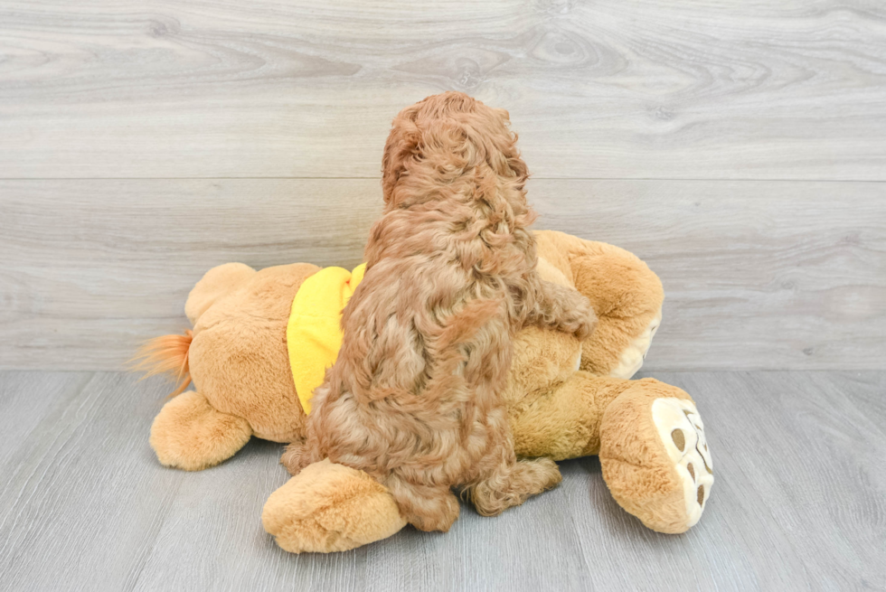 Cute Cavapoo Baby