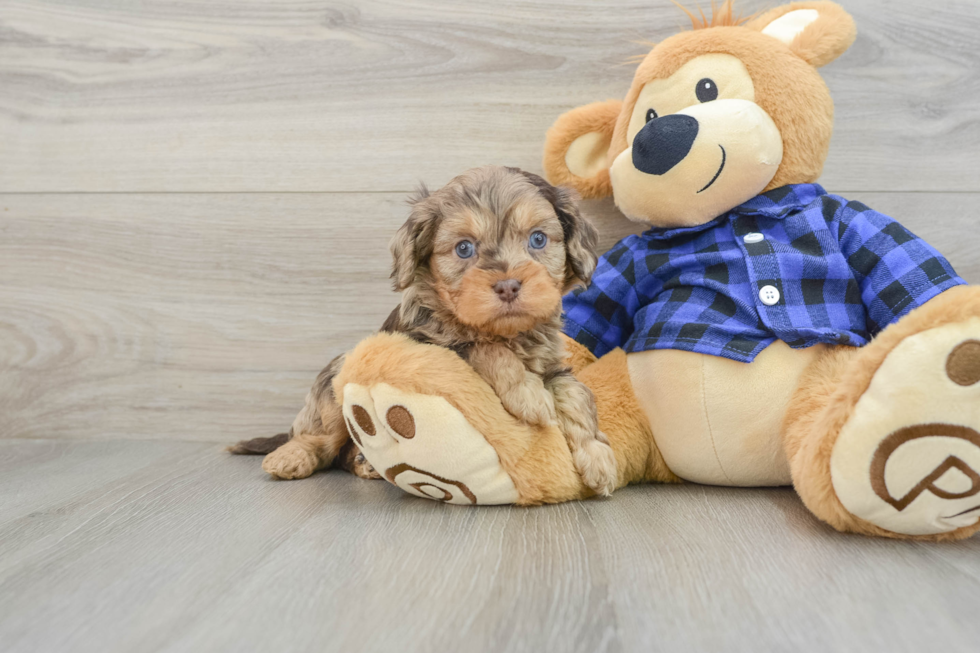 Small Cavapoo Baby