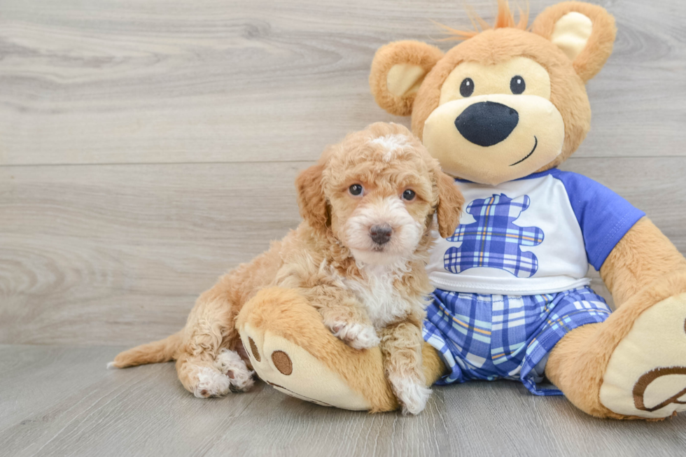 Cavapoo Puppy for Adoption