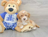 8 week old Cavapoo Puppy For Sale - Florida Fur Babies