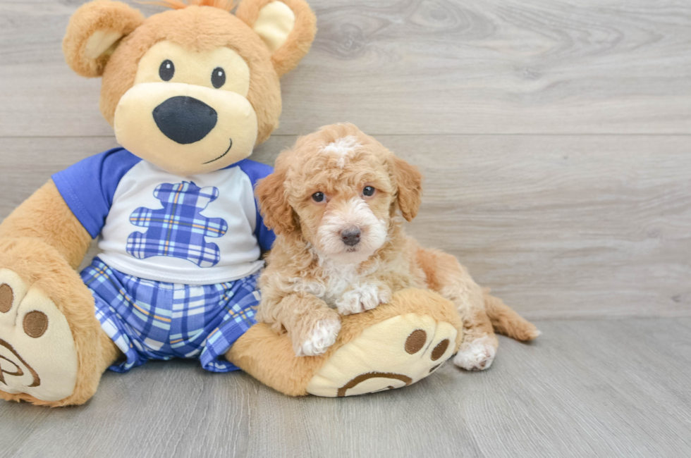 6 week old Cavapoo Puppy For Sale - Florida Fur Babies