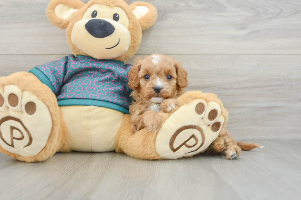 6 week old Cavapoo Puppy For Sale - Florida Fur Babies