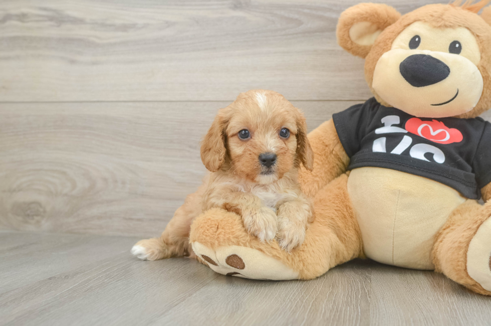 7 week old Cavapoo Puppy For Sale - Florida Fur Babies