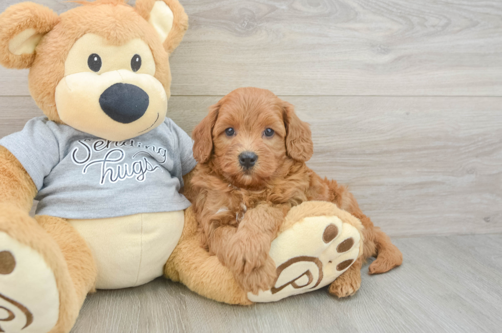 5 week old Cavapoo Puppy For Sale - Florida Fur Babies