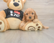 8 week old Cavapoo Puppy For Sale - Florida Fur Babies
