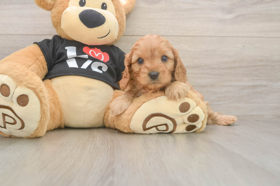 5 week old Cavapoo Puppy For Sale - Florida Fur Babies
