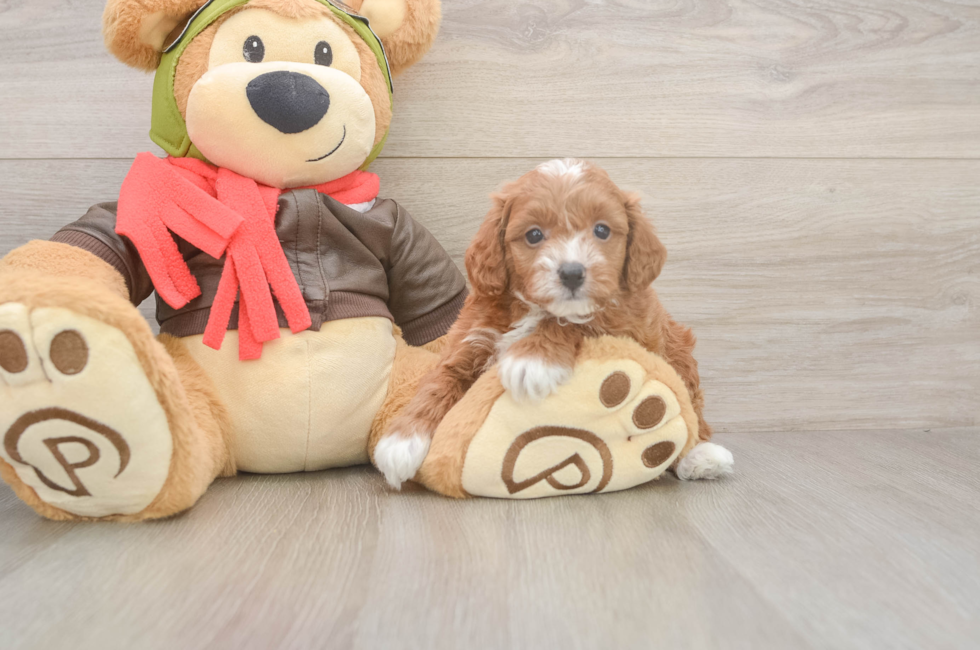 5 week old Cavapoo Puppy For Sale - Florida Fur Babies