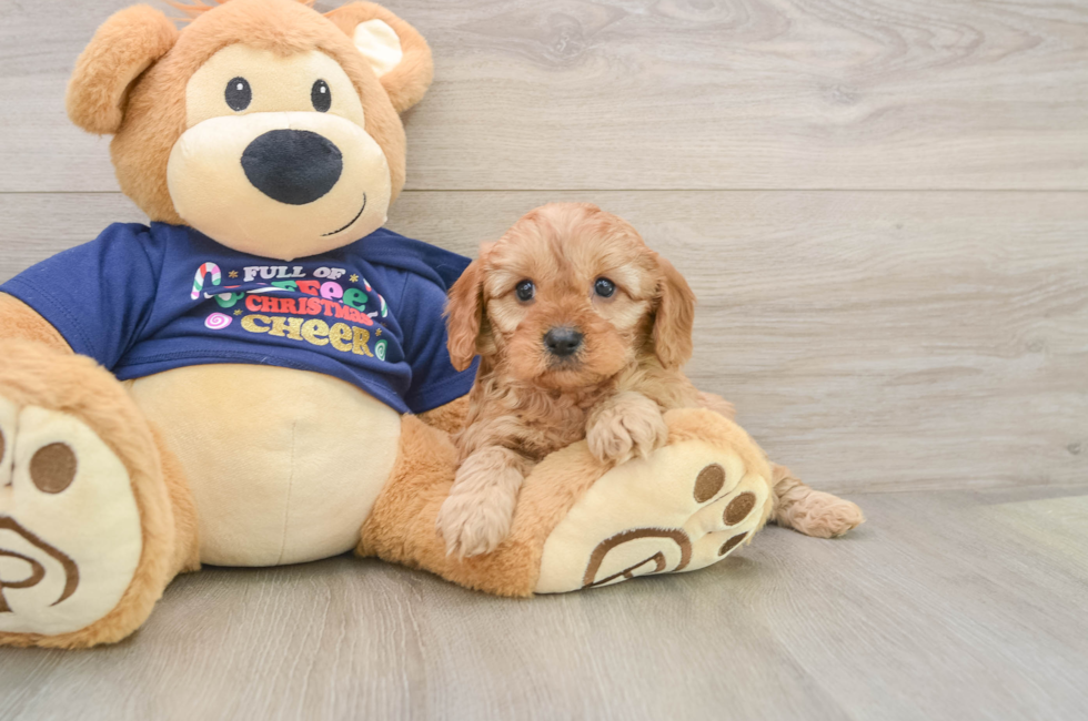 5 week old Cavapoo Puppy For Sale - Florida Fur Babies
