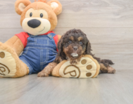 8 week old Cavapoo Puppy For Sale - Florida Fur Babies
