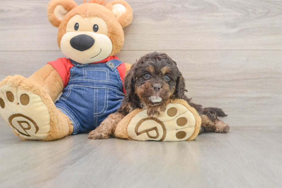 Fluffy Cavapoo Poodle Mix Pup