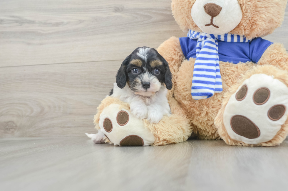 Cavapoo Pup Being Cute