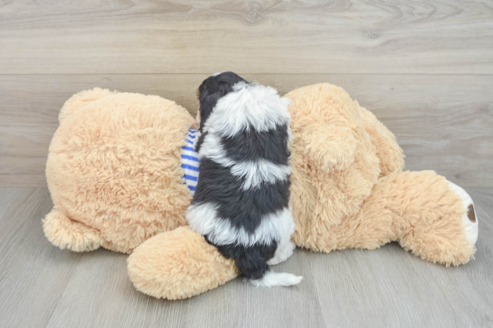 Cavapoo Pup Being Cute