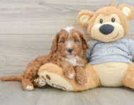 8 week old Cavapoo Puppy For Sale - Florida Fur Babies
