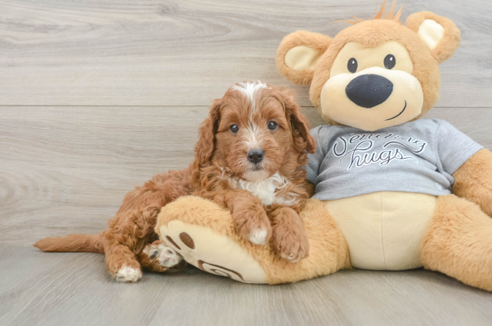 5 week old Cavapoo Puppy For Sale - Florida Fur Babies