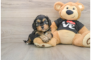 Popular Cavapoo Poodle Mix Pup