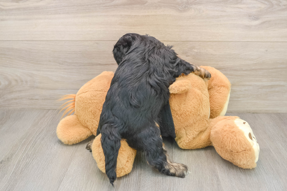 Little Cavipoo Poodle Mix Puppy