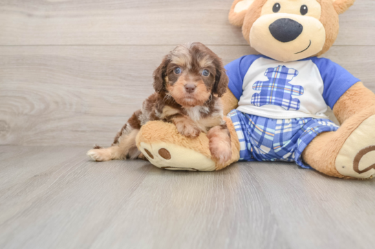 BOONE, a Cavapoo littermate