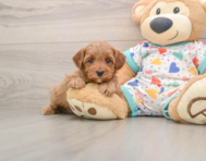 7 week old Cavapoo Puppy For Sale - Florida Fur Babies