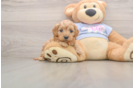 Petite Cavapoo Poodle Mix Pup
