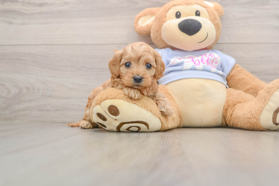 Petite Cavapoo Poodle Mix Pup