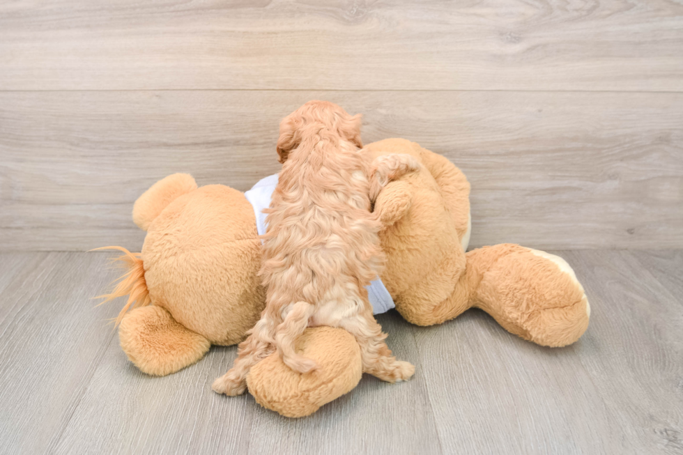 Petite Cavapoo Poodle Mix Pup