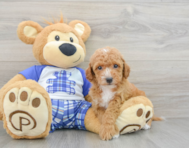 8 week old Cavapoo Puppy For Sale - Florida Fur Babies