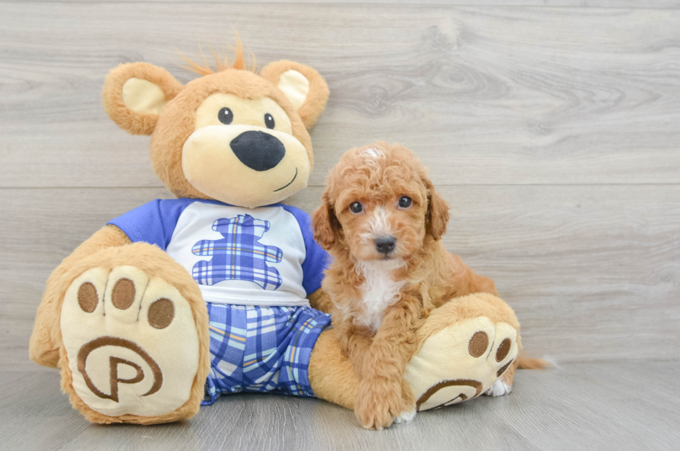 6 week old Cavapoo Puppy For Sale - Florida Fur Babies