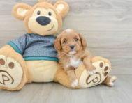 8 week old Cavapoo Puppy For Sale - Florida Fur Babies