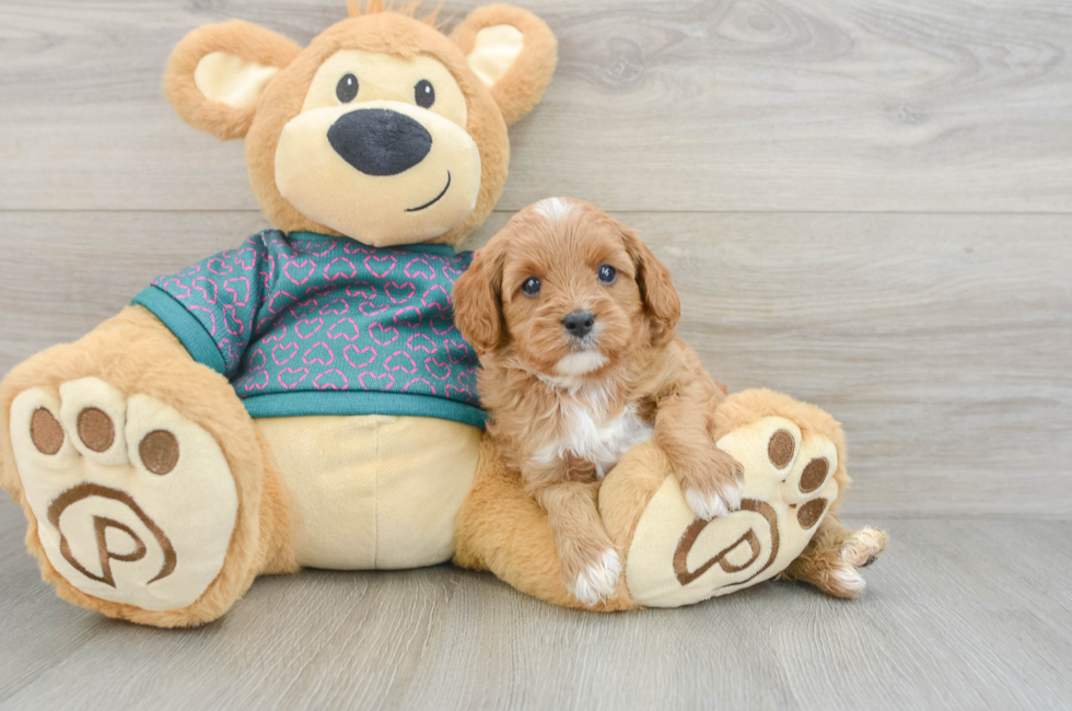 6 week old Cavapoo Puppy For Sale - Florida Fur Babies