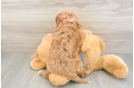 Small Cavapoo Baby