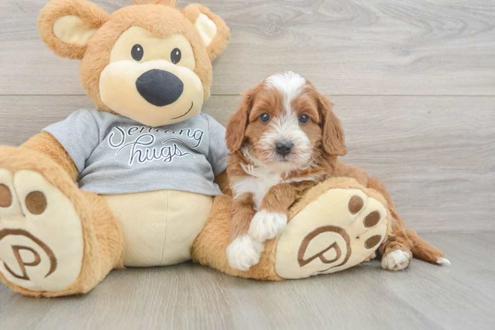 Friendly Cavapoo Baby