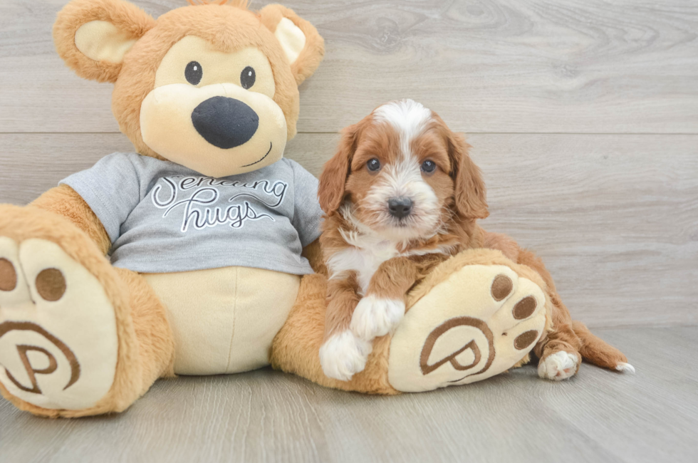 5 week old Cavapoo Puppy For Sale - Florida Fur Babies
