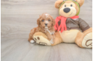Best Cavapoo Baby