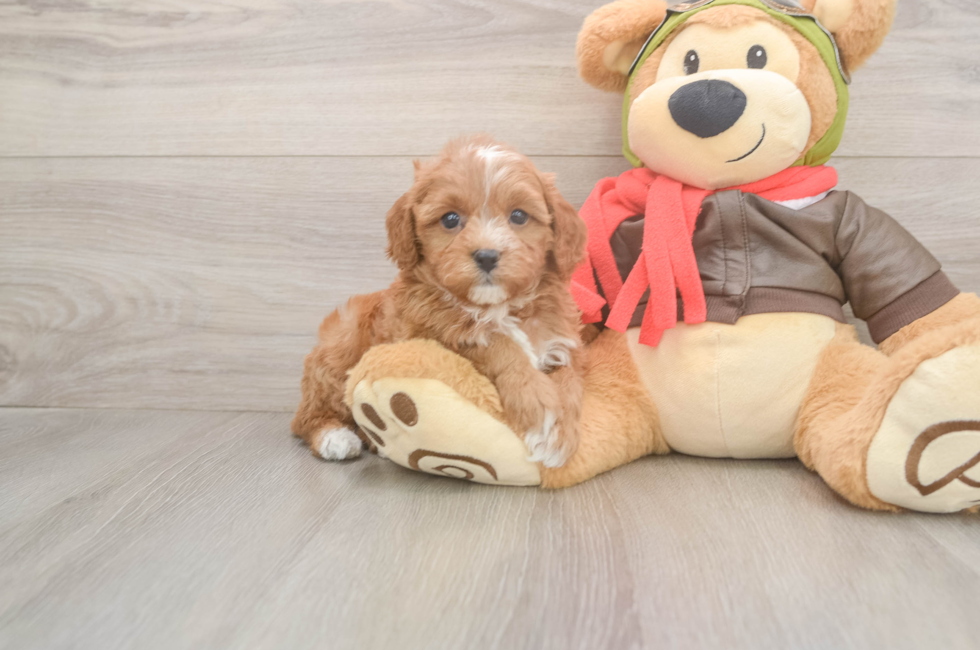 5 week old Cavapoo Puppy For Sale - Florida Fur Babies