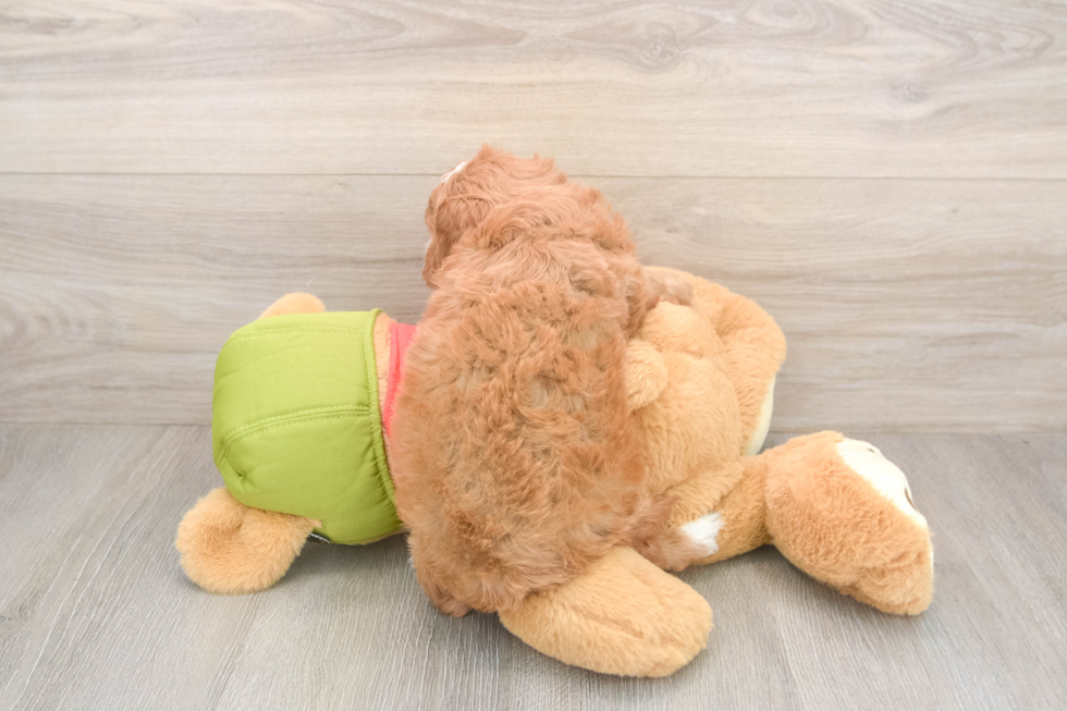 Fluffy Cavapoo Poodle Mix Pup