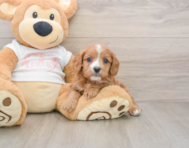 8 week old Cavapoo Puppy For Sale - Florida Fur Babies