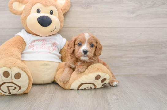Cavapoo Puppy for Adoption