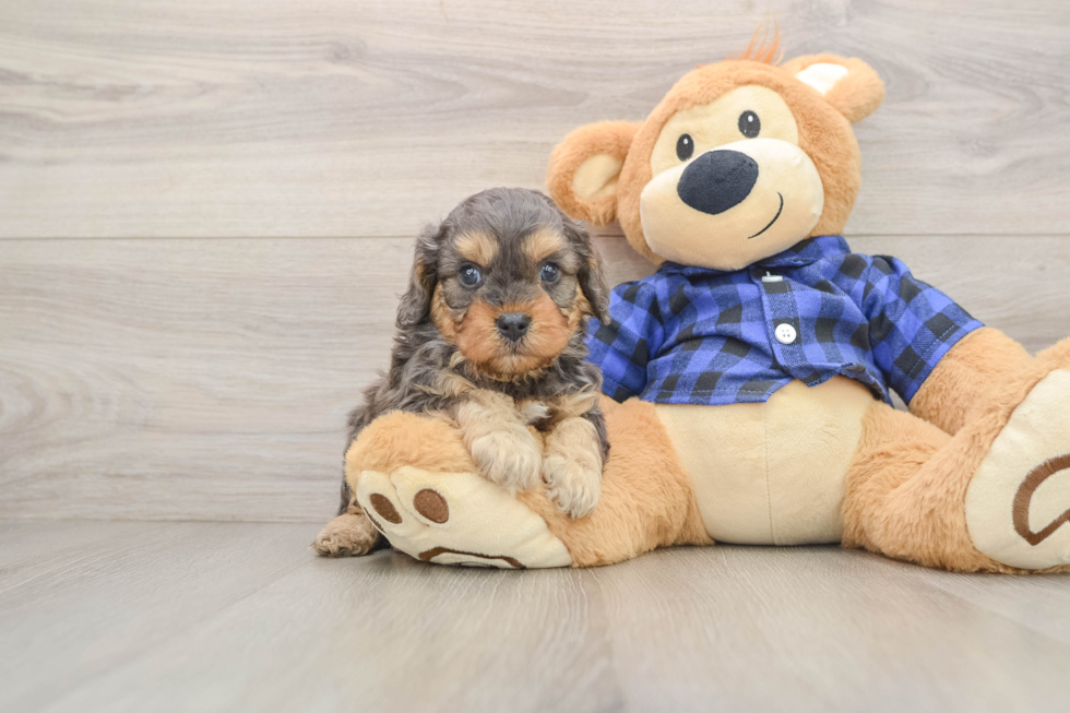 Fluffy Cavapoo Poodle Mix Pup
