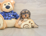8 week old Cavapoo Puppy For Sale - Florida Fur Babies