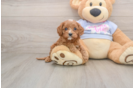 Cavapoo Pup Being Cute