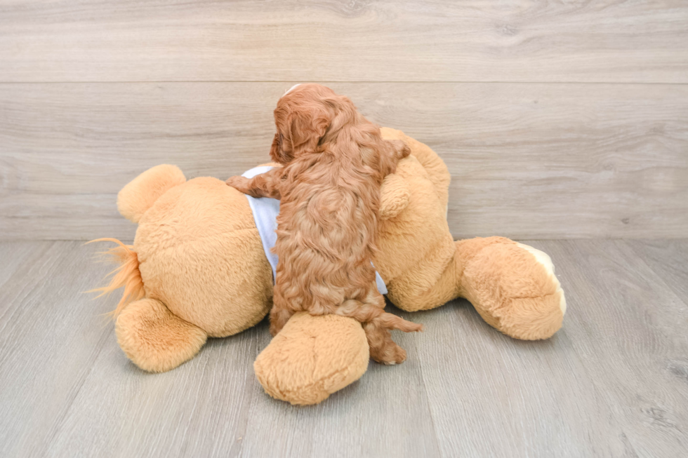 Best Cavapoo Baby