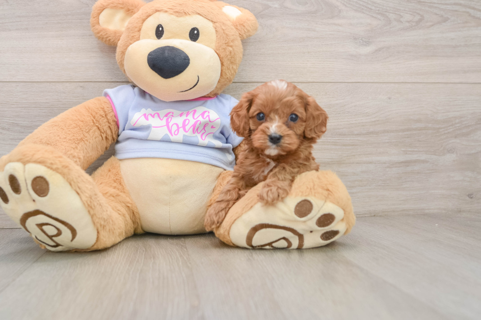 Playful Cavapoodle Poodle Mix Puppy