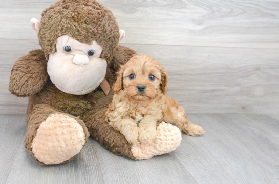 29 week old Cavapoo Puppy For Sale - Florida Fur Babies