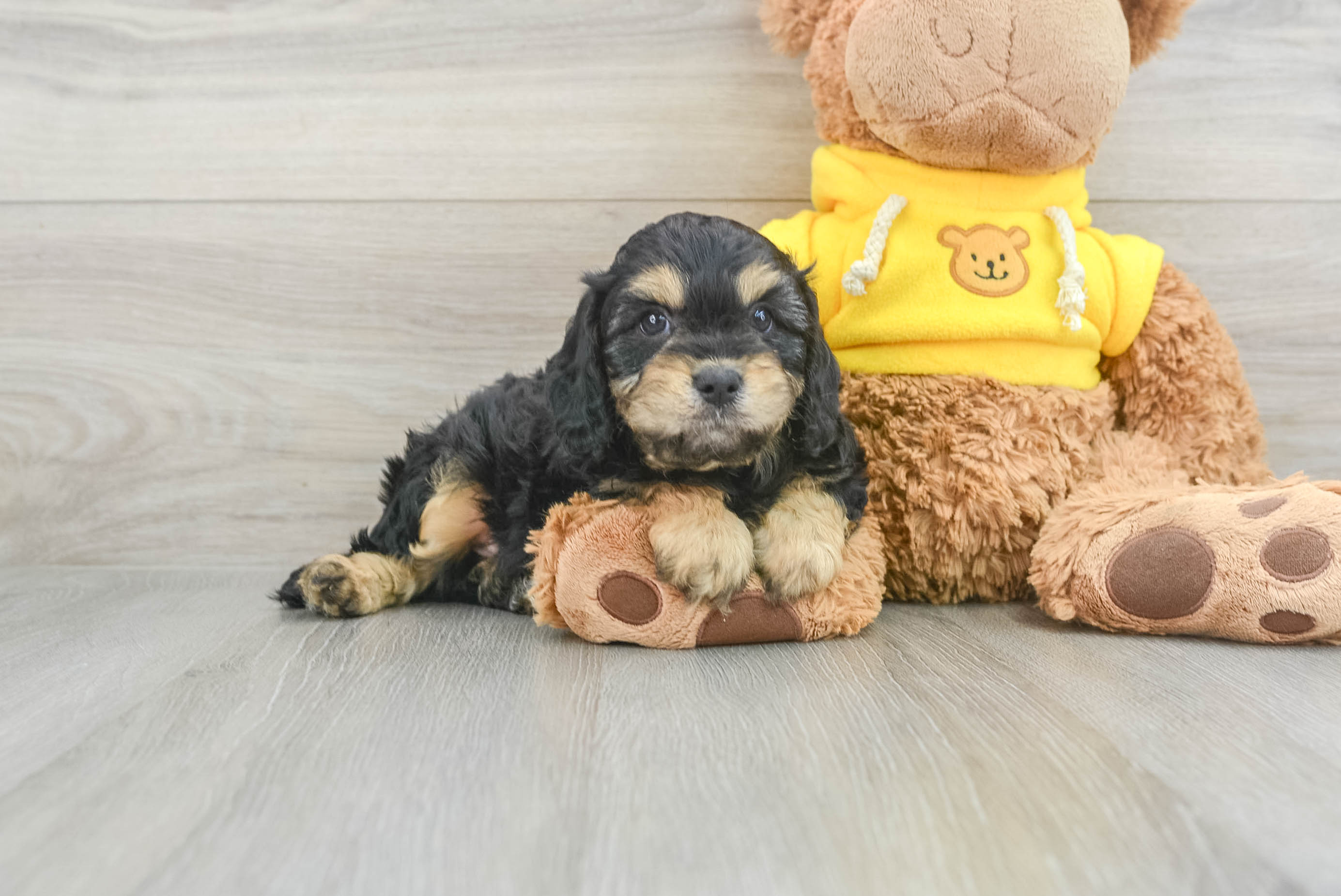 Cavapoo Pup Being Cute