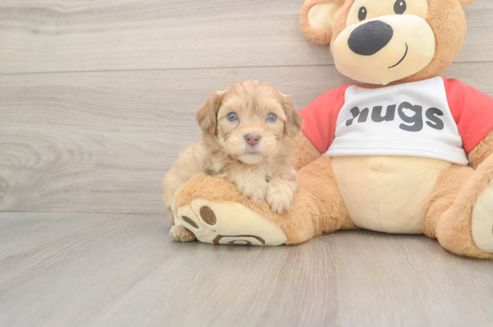 5 week old Cavapoo Puppy For Sale - Florida Fur Babies